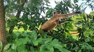 JUNGLE ACTION! - How This Animal Climbs So Fast! | Amazing Wildlife Moment