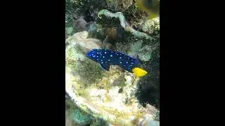 Yellowtail Damselfish #damselfish #reeffish #underwater #undersea #coral #reef #fish #yellowtail