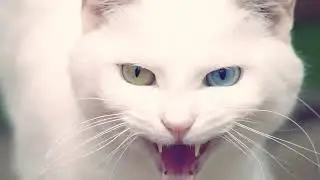 Kukan kuliya