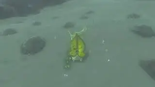 Korok seeds | North Selmie's Spot | Hebra Tower #40 | Zelda BOTW