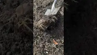 Catching live Mole