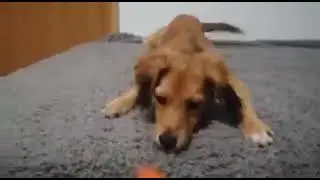 Titus won the parvovirus and he is doing great ❤️ - Takis Shelter