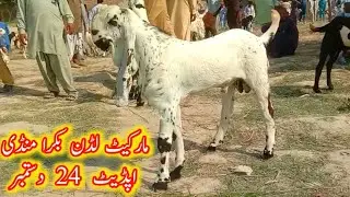 Luddan Bakra Mandi Update Top Quality Pure Beetle and Makhi Chinese Bakars Rates