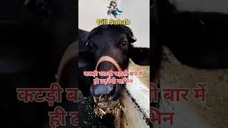 कटड़ी बछड़ी पहली बार में ही ठहरेगी गाभिन #buffalo #cow #shortsfeed #shorts #short #viral #trending