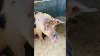 Pig crying #pig #pigfarmvideo #pigsounds #fannyvideo