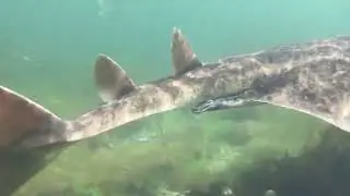 Critically Endangered Shark Spotted Off Coast of Ireland