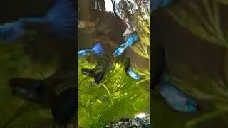 Japanese Blue Tail guppy 🔥