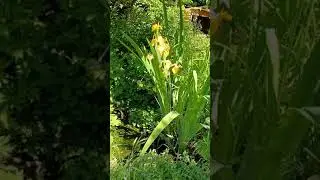 baarn  gaslaan 25 tuin