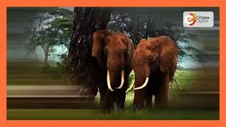 World wildlife day marked amid conflict with humans