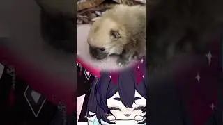 Eden - The Puppy #vtuber #puppy #shorts
