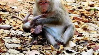 Terrify!! Mum Queen angry baby until not give milk,Mum maltreat baby seriously even hungry much