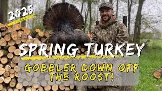 Spring turkey hunt 2025 (Gobbler down off the roost)