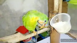PHILIPPINE HANGING PARROT FEEDING TIME