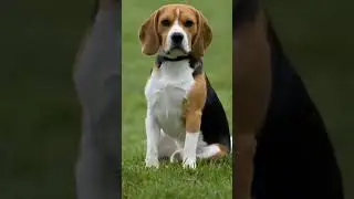 Stop! Don&rsquo;t Give Chocolate to Your Dog!