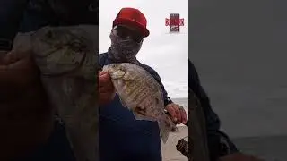 #SURFPERCH ON #GULP WORMS #DIAWA BG 3000 #SURFFISHING #BARREDSURFPERCH