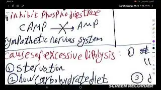 شرح lipolysis and oxidation 