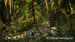 Leopard in Yala Block 5
