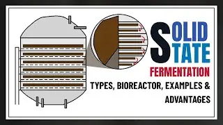 Solid State Fermentation Explained | Types, Bioreactor, Examples & Advantages | Biotechnology Lecs