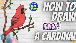 How to draw a Cardinal bird - Easy with fun facts!