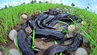 Top skills farmer! catch fish in water and pick duck eggs under garss near the village