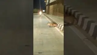 Real Leopard🐅 in Amritsar 😱Ranjit Avenue 😱🐅|      #viral #tiger #like #india #youtube #subscribe