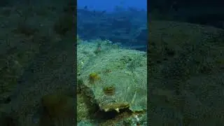 Peacock Flounder #saveourseasfoundation #flatfish #peacockflounder #conservationvideography