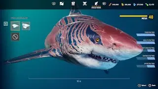 MANEATER | Shark evolution: the Tiger Shark