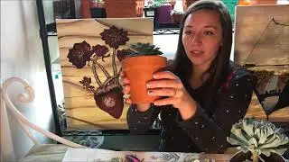 How to Separate baby/offset Succulents // Angel's Grove