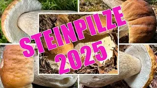 Steinpilze schon im Sommer? | Wo findet man jetzt Steinpilze? | Steinpilze Verwechslungspartner