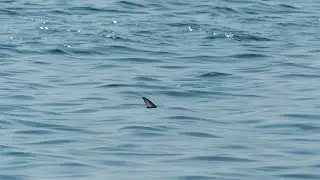 Poppers and Finning Bluefish in shallow water, Long Island, New York