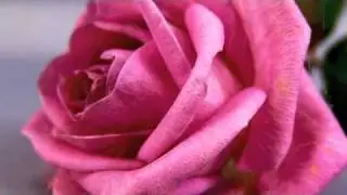 G&uuml;lpembe By Gerard Edery
