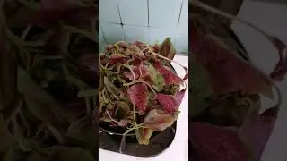 ginisang kulitis  Wild spinach #shorts #vegetables #food