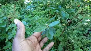 Blueberry Leaves Are Highly Medicinal.  Eat Them When Blueberries Are Not Available.