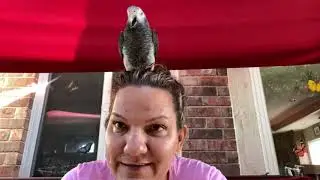 #107 WIE ICH MEINEM PAPAGEI DAS SPRECHEN BEIBRINGE TEIL 1
