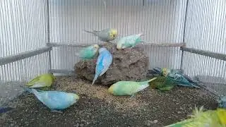 This Calm Bird Video Is Perfect for Stress Relief
