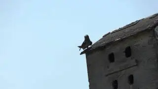 Purple martin, Progne subis.