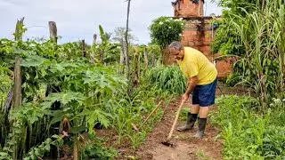 LIMPANDO AS ERVAS ENTRE AS PLANTAÇÕES-DIA ABENÇOADO COM CHUVA.