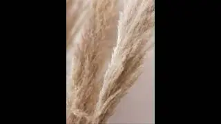 Pampas Grass adds a touch of elegance and charm that transcends trends.