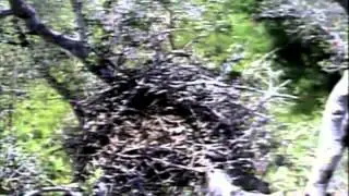 Eaglecrest Wildlife,RR gives us a tour of eaglecrest & cuteness at end of video,1/4/13