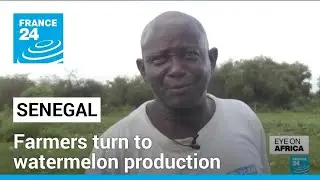 Senegalese farmers turn to watermelon production to make ends meet &bull; FRANCE 24 English