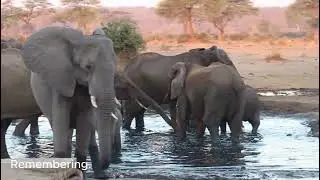 This is Botswana. Elephants, Rhino & Untamed Africa