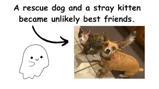 This Rescue Dog And A Stray Kitten Became Best Friends, Breaking Stereotypes Of Cats And Dogs