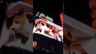 3D digital Billboard Image of a giant cat draws attention in Tokyo #shorts