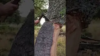 l'estrazione del Sughero in Sardegna.La nostra tenda in sughero Naturale SADENDA inizia da qui🌳💪🌿