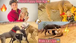 Rock Ko Pitbull Puppy Pasand Aagya😍|| Bhura K Sath Coco Or Chote Packet😰Risk Le Liya😱