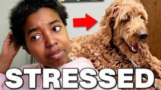 TAKING MY DOG TO THE VET *stressed*