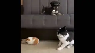 funny dog videos 🐶 Funny Dog Videos 2025 🐕funny pets ❤️ funny dogs #funnypet #dogs #dogshorts #viral