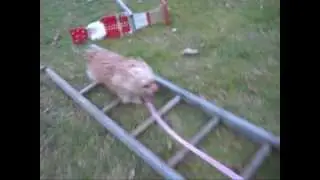 Bella the Jumping Carkie