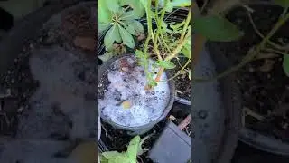 How to get rid of crazy ants from containers #containergardening #antcontrol #210 #sanantonio