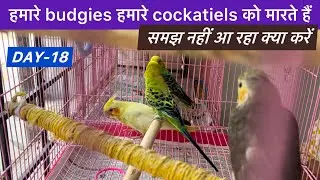 D18E2 क्या करें इनका? Budgies ने परेशान कर दिया है, Should we keep budgies and cockatiels together?